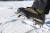 Кошки GRIVEL G1 New Matic21